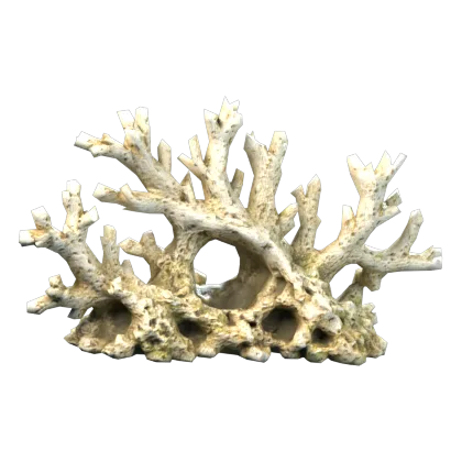 Coral