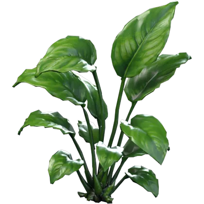 Anubias
