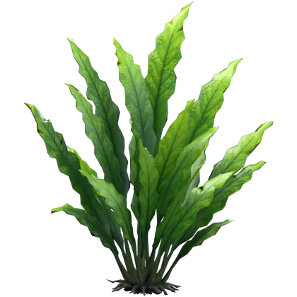 Java fern